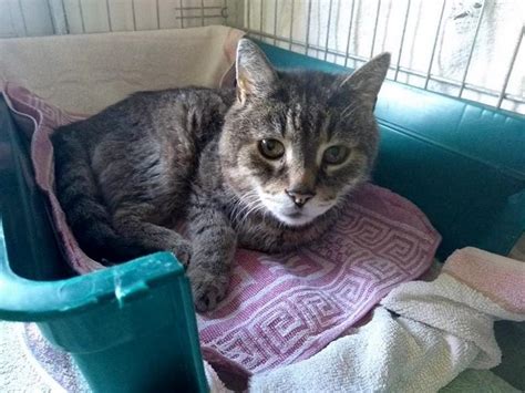 Tierheim krietzschwitz tierschutzverein pirna u.u. Tierschutzverein Pirna u.U. e.V. - Unsere Katzen
