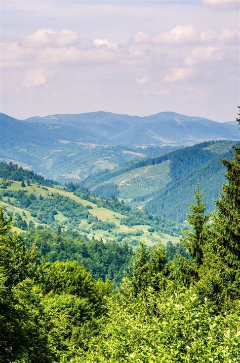 Mountain Summer Landscape Trees Near Meadow And Forest On Hills Stock