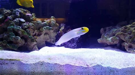 Sleeper Golden Head Goby Shifting Sand In My 180g Reef Tank Youtube