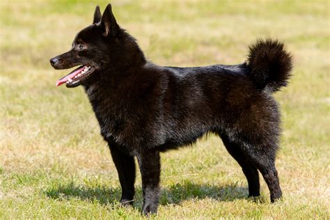 Schipperke Dog Breed Characteristics And Care