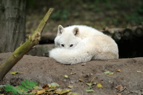 Arctic Wolf Puppy Stock Image Image Of Canis Head Lupus 26897617