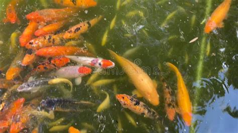 Koi Fish And Birds At The Pond At The Byodo In Buddhist Temple On Oahu