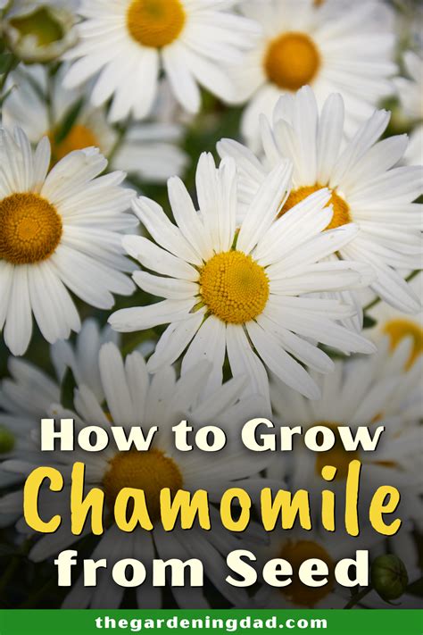 How To Grow Chamomile 10 Easy Tips Chamomile Growing Chamomile