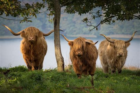 Highland Cattle 3 By Kimmo Peltola On 500px Highland Cattle Cattle