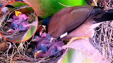 Mother Myna Brings Food For Her Baby To Eatbird Life Nest Youtube