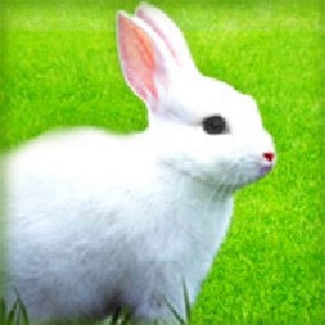 Rabbit Breeders - YouTube