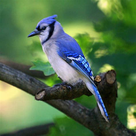 Unveiling The Secrets Of How Blue Jays Brave Winter Birds Of The Wild