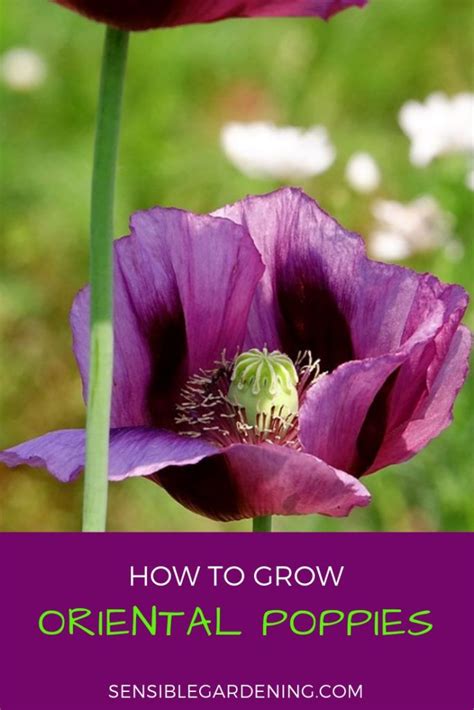 Growing Oriental Poppies With Sensible Gardening How To Grow These
