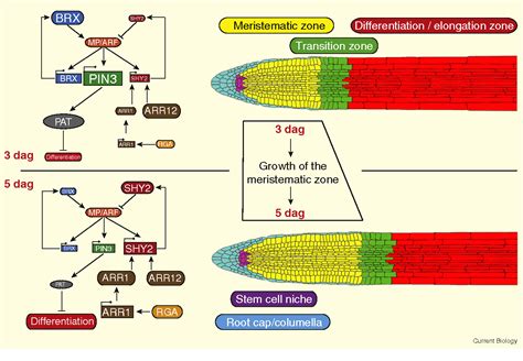 Figure 1 From Hormone Signalling Crosstalk In Plant Growth Regulation