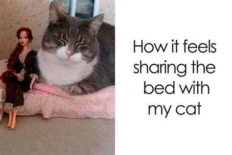 50 Hilariously Relatable Memes That Illustrate What Owning A Cat Is