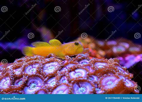 Yellow Watchmen Goby Fish Cryptocentrus Cinctus Stock Photo Image