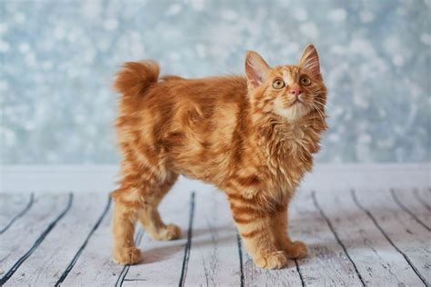 14 Fluffy Cat Breeds Youll Want To Cuddle Right Now