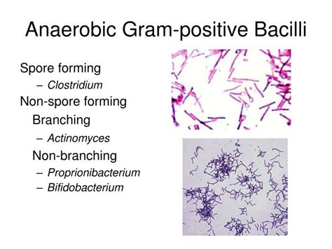 Ppt Clinically Encountered Bacteria Powerpoint Presentation Id1156665