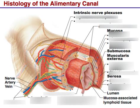 Histology Of The Alimentary Canal Diagram Quizlet