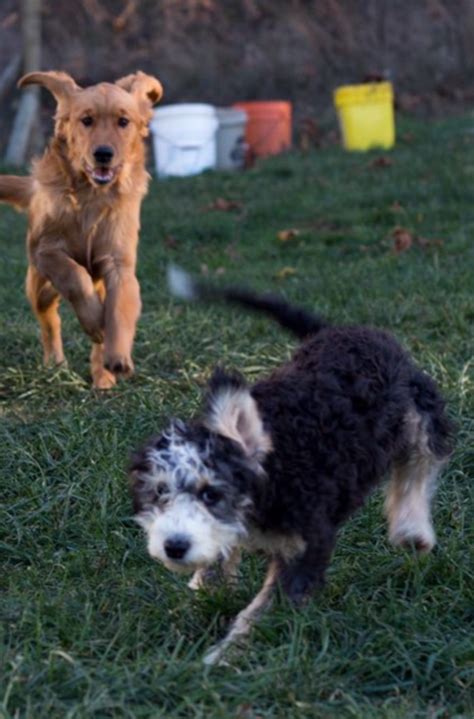 See the cutest available aussiedoodle, sheepadoodle, and bernedoodle puppies, and many upcoming litters. Darla-F1b - Mini Bernedoodle Puppy For Sale in Ohio ...