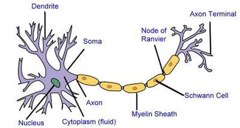 The nervous system contains two types of cells: 2D labelled diagram - Nerve cell