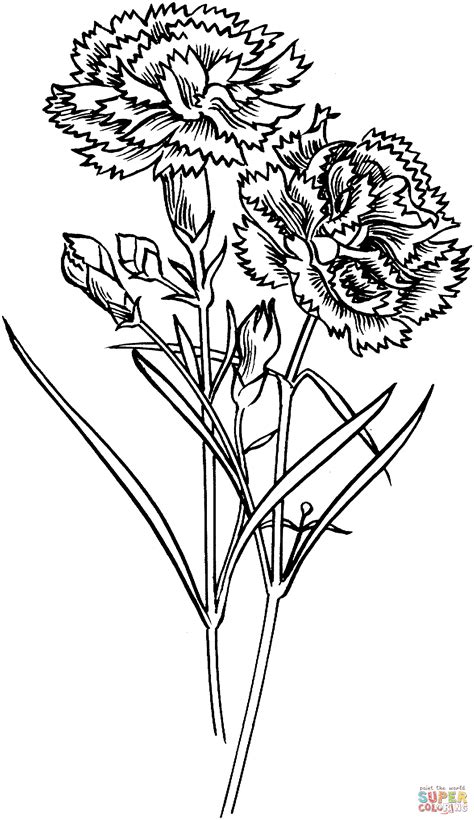 Free educational coloring pages and activities for kids. Carnation Flowers coloring page | Free Printable Coloring ...