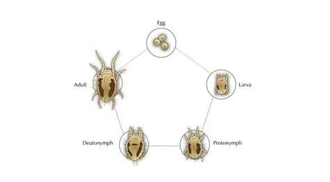 There are numerous ways by which you can control spider mites. How to Get Rid of Spider Mites During Flowering