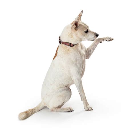 Dog Raising Paw Stock Photos Pictures And Royalty Free Images Istock