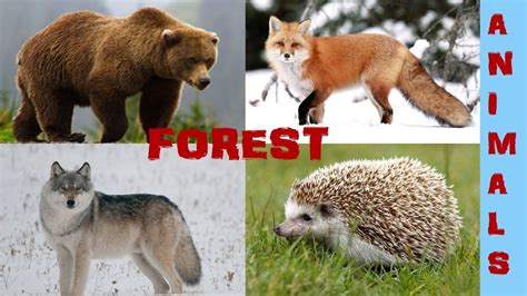 Animals For Kids Learning Forest Animals Names For Kids