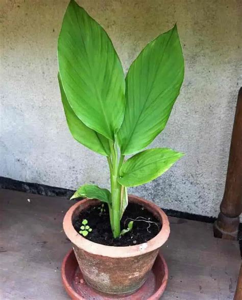 Plante De Curcuma En Pot Culture Entretien Taille Et Arrosage