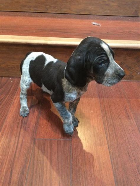 Buy and sell on gumtree australia today! Blue Tick Hound / Plott Hound Puppies for sale Outside ...