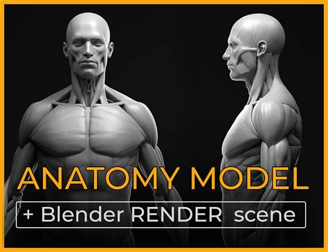24 Anatomy Model Blender Ide Spesial