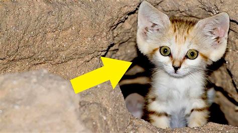 Wild Cats That Look Like Kittens