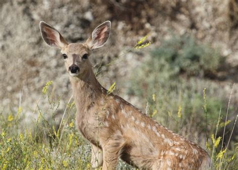 Baby Mule Deer Erin Flickr