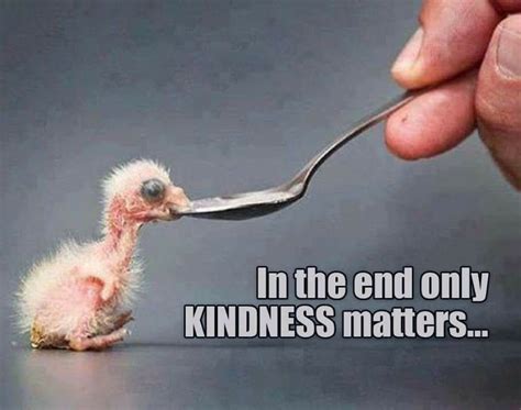 Pin By Amanda Maggard On Adorable Animals Kindness Matters Kindness
