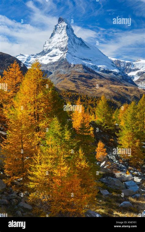 Matterhorn And Larch Tree Forest In Autumn Vallais Switzerland Stock