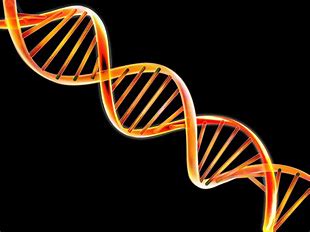 Image result for images dna double helix