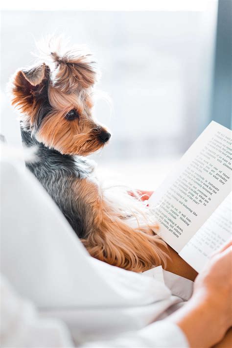 Cute Dog Reading A Book Free Stock Photo Picjumbo