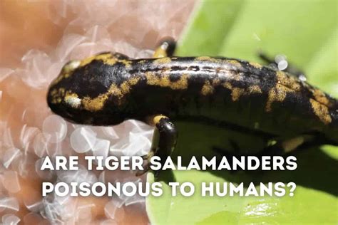 Are Tiger Salamanders Poisonous To Humans Pets From Afar