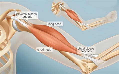 Overcoming The Challenges Of Bad Bicep Genetics A Comprehensive Guide