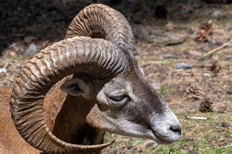 Armenian Mouflon With Huge Horns In The Wild Nature Closeup Stock Photo