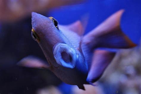 Latest Videos Big Aquarium Tropical Fish Fish Pet
