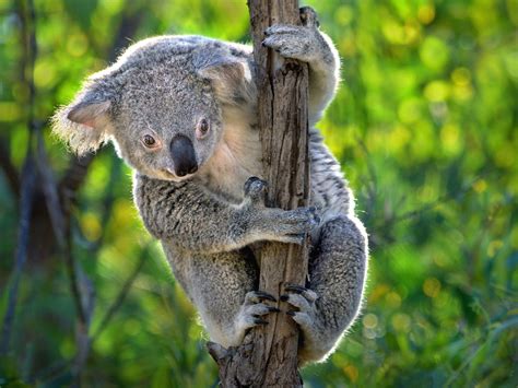 Cute Koala Wallpapers Top Free Cute Koala Backgrounds Wallpaperaccess