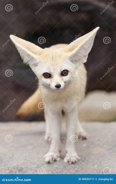 Fennec Fox Stock Image Image Of Staring Mammal Wildlife 40934711