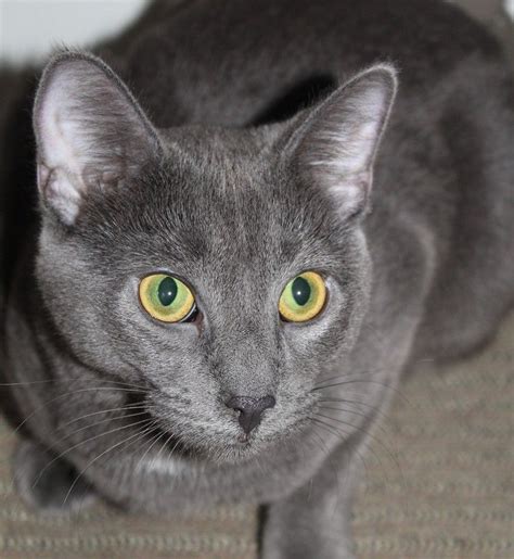 11 Most Stunning And Adorable Gray Cats Youve Ever Seen Grey Cats Cat