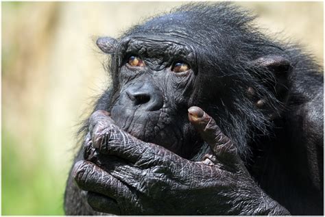Wallpaper Common Chimpanzee Mammal Great Ape Primate Terrestrial