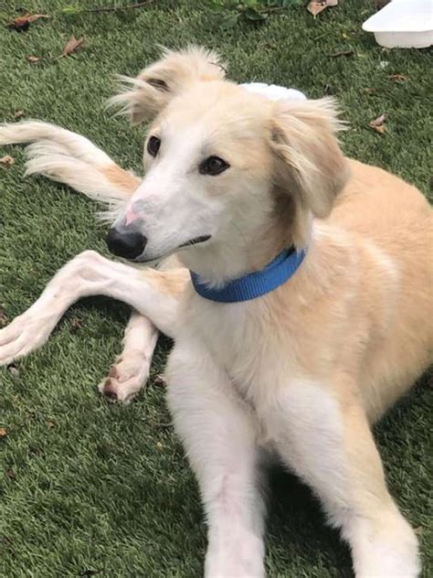 Ryan 18 Month Old Male Saluki Cross Lurcher Available For Adoption