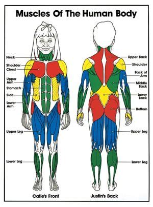 Visceral and cardiac are involuntary, while skeletal is voluntary. Pin by ddb on Teaching reading comprehension | Muscular ...