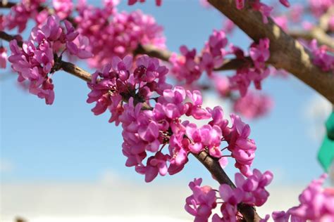 Trees That Bloom Pink In Spring Fairview Garden Center