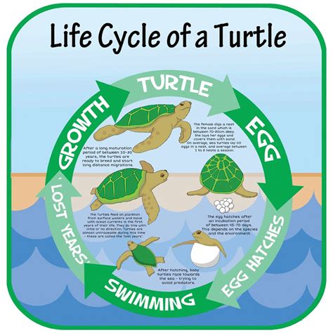 Life Cycle Of A Turtle Sign
