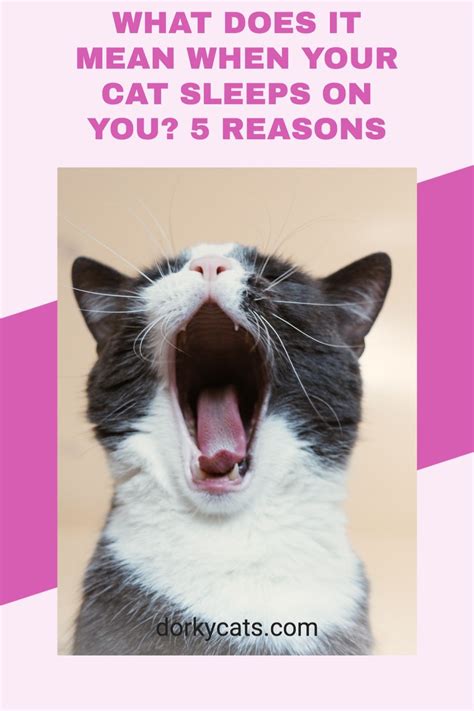 What Does It Mean When Your Cat Sleeps On You 5 Reasons In 2021 Cat