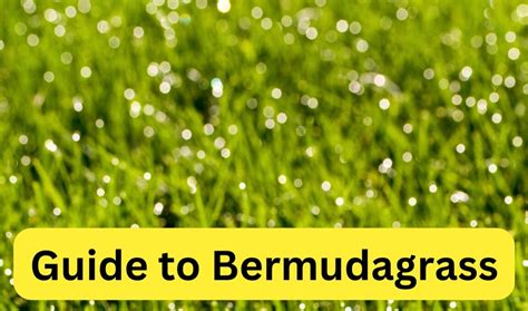 Bermudagrass Guide Types Traits And Care Lawnstarter