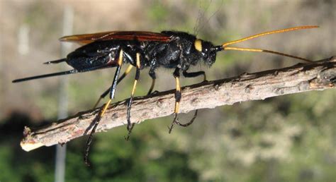 Horntail — taxobox name = horntails image width = 250px image caption = giant horntail ( urocerus gigas. Wood Wasp - What's That Bug?