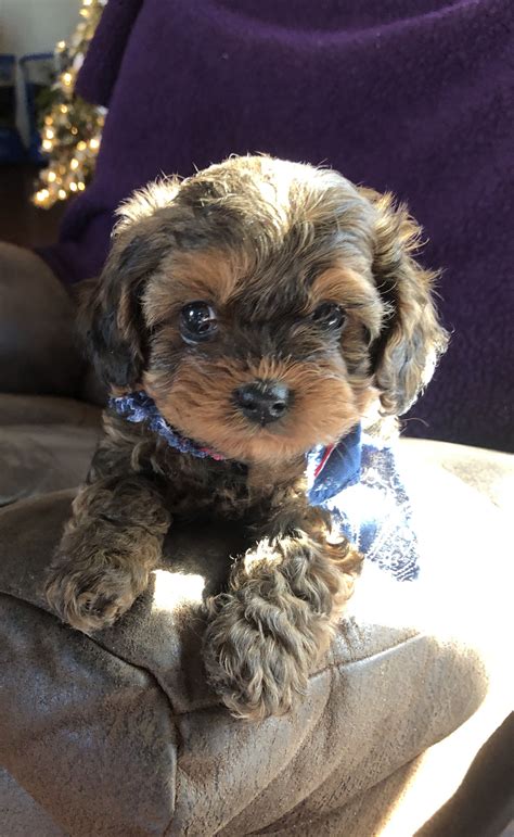All puppies are wormed & come with 1st set of shots, both patents are on the premises dad is 65lbs mom is 40lbs. Ricky - male Cavapoo pup for sale in Bolivar, Missouri ...