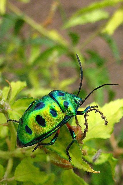 Bug Beautiful Bugs Insects Green Beetle